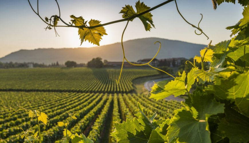 Vino Cannellino DOCG: Un Sorriso in Ogni Sorso!