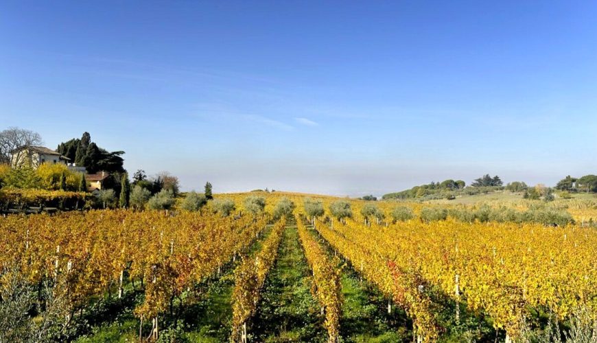 Vino Frascati Superiore DOCG: Un Tuffo nel Gusto!