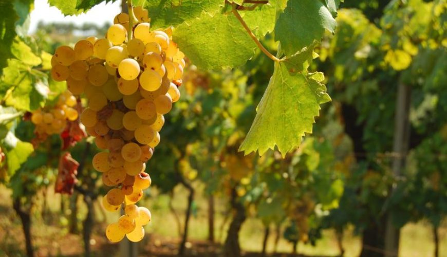 Scopri i Segreti di Vino Monte Compatri – Colonna DOP!