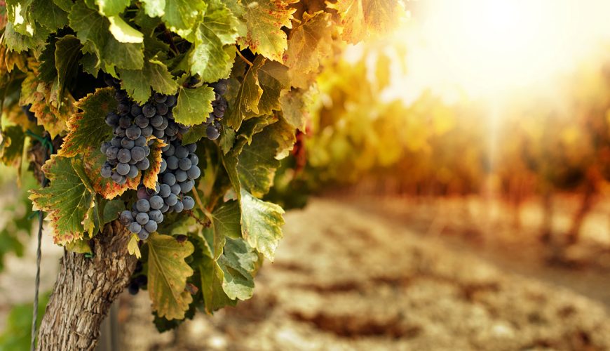 Vino Colli Lanuvini: Un Sorso di Felicità DOP